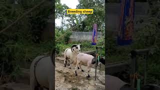 sheepshortvideo goat domba sheep ternak dombagarut animals shorts fyp fypシ゚ india goats [upl. by Fitton]