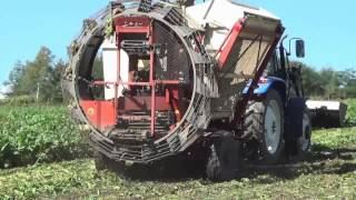 Sugar beet harvest ﾋﾞｰﾄ収穫 [upl. by Antipus529]