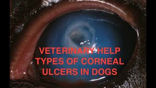 TYPES OF CORNEAL ULCERS IN THE DOG [upl. by Lucien]