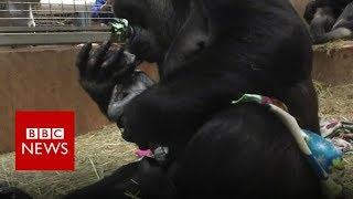 Gorilla gives birth at Smithsonian National Zoo  BBC News [upl. by Kerstin]