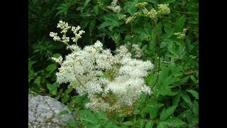 Identifying Meadowsweet Filipendula ulmaria Bridewort Meadsweet Meadow Wort Lady of the Meadow [upl. by Latimore]