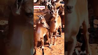 GoatDeer hybrid rooftop GOAT farming facts earn pets animals [upl. by Araiek665]