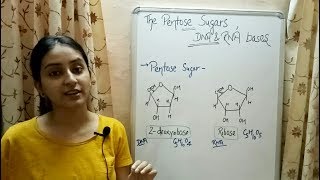 Pentose Sugars  Nitrogenous Bases  Structure of DNA  Lecture 6 [upl. by Enaols]