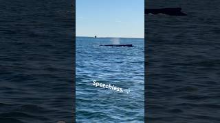 Speechless whale fishing outdoors marinelife nature ocean shorts boating fish incredible [upl. by Willin]