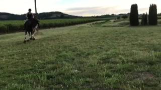 Clydesdale Dressage Stallion  Towerview Theo  Under Saddle [upl. by Elene349]