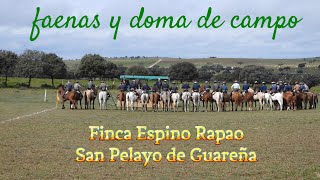 Faenas y doma de campo en Finca Espino Rapao San Pelayo de Guareña 16 Marzo 2024 [upl. by Ahsekim31]