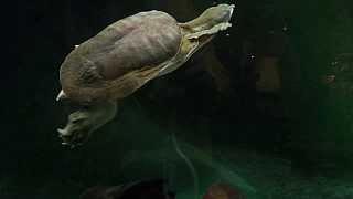 Softshell Turtle at Royal Tyrrell Museum Drumheller Alberta [upl. by Ettenal]