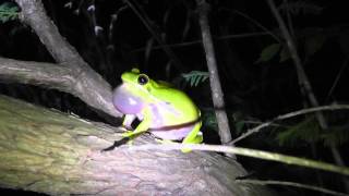 Hyla cinerea Green Tree Frog calling [upl. by Tiana]