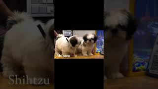 Shitzu puppy available in low price 9548596045 [upl. by Baudoin]