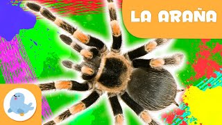 La araña 🕷️ Animales para niños 🌱 Epsiodio 10 [upl. by Emory713]