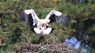 la cigogne blanche HD  White stork HD [upl. by Feenah]