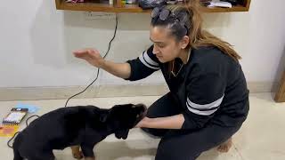 Lady Ollie Ko Maar Padi  Rottweiler Vlogs  Namitaology [upl. by Chimene]