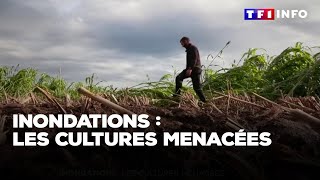 Inondations  les cultures menacées [upl. by Atilahs93]