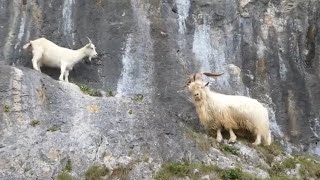 Great Orme Goats Mating Season [upl. by Ellered]