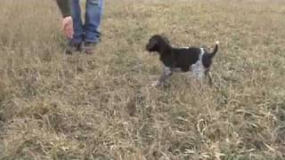 Free Hunting Dog Training Videos  Clicker Training with your new Puppy [upl. by Neila]