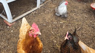 Back Yard Chickens  Clucking Eating amp Dust Bathing 🐔 chickens backyardchickens [upl. by Nnahtur]