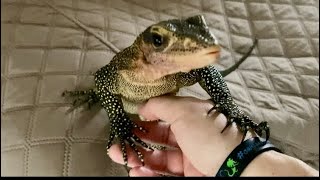 Following my lizard around while he free roams reptiles monitorlizard varanus petlizard animals [upl. by Shelly298]