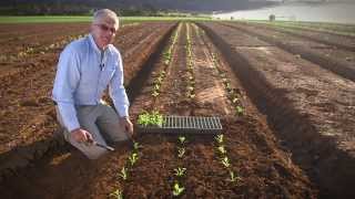 Transplanting Vegetable Seedlings [upl. by Tessler751]