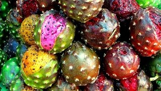 Cultivo de Pitaya con Buenas Prácticas Agrícolas  TvAgro por Juan Gonzalo Angel [upl. by Caroline620]