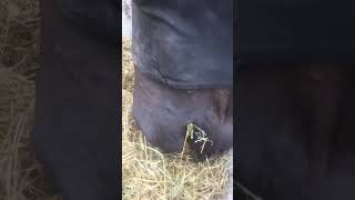 Horse eating ASMR￼ fyp [upl. by Sussna]