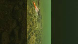 Goldfish or regular fish  Surprising reaction from pike  pike fishing underwater [upl. by Hum876]