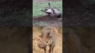 what is happening to Mr Kasongo today 😅foryou wildlife funnyanimlas trending shorts fyp [upl. by Elokkin]