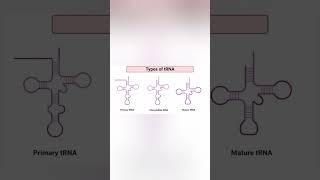 trna and types 🧬 trna csirnet biology [upl. by Charla]