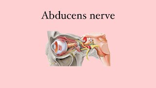 Anatomy of the eye Abducens nerve [upl. by Joshuah]