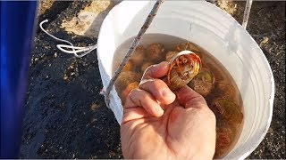 linnesco del PAGURO vivo e guardate che succede Pesca a fondo dalla scogliera rock fishing [upl. by Lotsirk]