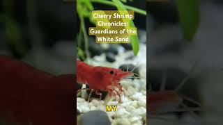 Cherry Shrimp Chronicles Guardians of the White Sand cherryshrimp algaeeater aquariumcleaner [upl. by Curson421]