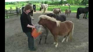 Spirit of the Shetland pony 45 minute DVD [upl. by Kluge]