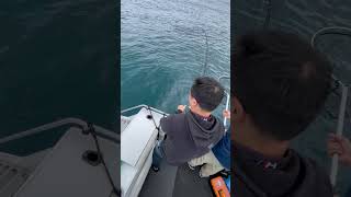 QUINTREX 520 OCEAN SPIRIT trolling motor Fishing Moreton Bay [upl. by Arreyt]