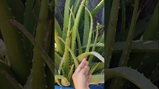 Viral Aloe Vera Mask  Fresh Aloe Vera for Clear Skin shorts youtubeshorts aloevera [upl. by Polak]