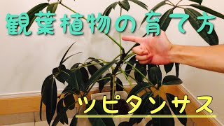 オススメの観葉植物！ツピタンサスを元気に育てる方法！ [upl. by Touber]