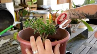 Beginning Some Boxwood Shaping [upl. by Annay]