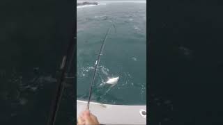 Hard fighting Trevally catch amp release fishing trevally fishingvideo catchandrelease fish fun [upl. by Olpe]