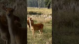 The famous Barasingha Groups barasingha wildlife viralvideo [upl. by Cheung]