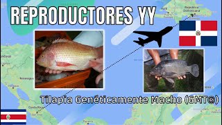 Reproductores SuperMachos YY  TILAPIA GMT  TILGEN ✈️ Republica Dominicana [upl. by Atined321]