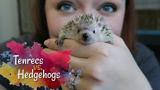 Tenrecs vs Hedgehogs  How Different Are They Really [upl. by Senalda]