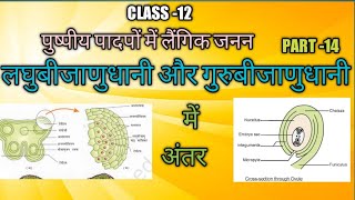 लघुबीजाणुधानी और गुरुबीजाणुधानी में अंतर ।। guru bijanu dhani aur laghu bijanu dhani mein antar ।। [upl. by Iat579]