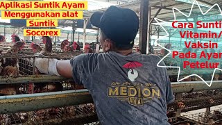 Cara Suntik Obat  Vaksin Pada Ayam Petelur Menggunakan Alat Suntik Socorex [upl. by Loutitia]