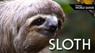 Even Two Toed Sloths Have Three Toes [upl. by Pansie]