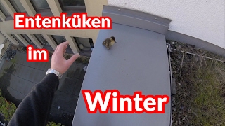 Entenküken im Winter  Tiernotruf 68 [upl. by Wales]