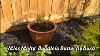 Planting ‘Miss Molly’ Buddleia Butterfly Bush in Terracotta clay pots [upl. by Haneekas]