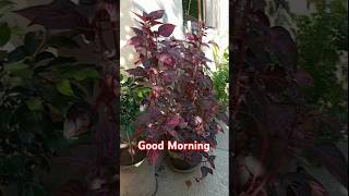 Black Ficusficusbenjamina amp IresineBloodleaf plants fadakgardeners gardening foliageplant [upl. by Eille850]