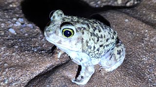 Couchs Spadefoot Toad [upl. by Nodnnarb]