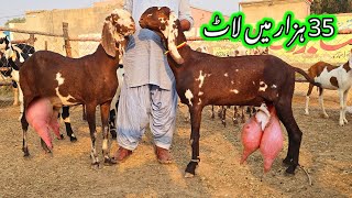 Bakri goata Pregnant Goat video پریگنٹ بکری pregnant bakriyan پریگڈنٹ بکریاں  2024 [upl. by Ccasi704]