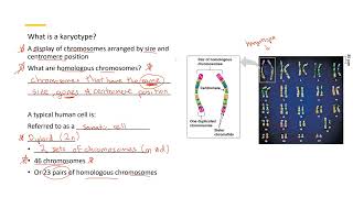 Karyotype 1 [upl. by Bryna]