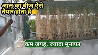 आलू का बीज ऐसे तैयार करें 1 बीघे मेंं 10 गुना । Potato seeds । farming [upl. by Elagiba]