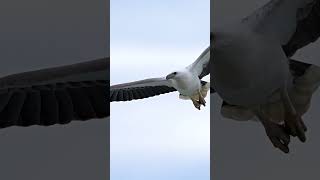 Whitebellied sea eagle gracefully turned back for a landing spot 👌 😱 birds wildlife eagle [upl. by Eadmund195]